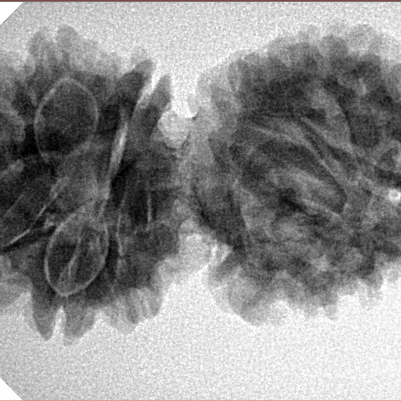 14 Mukhi Gaurishankar 33.5mm 5.53gm - Inverse xray