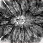 14 Mukhi Rudraksha 35.7mm 7.81gm - Inverse xray