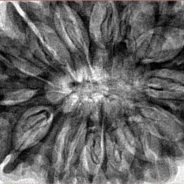 14 Mukhi Rudraksha 35.7mm 7.81gm - Inverse xray