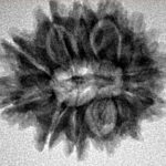 13 Mukhi Rudraksha 24mm 3.47gm - Inverse xray