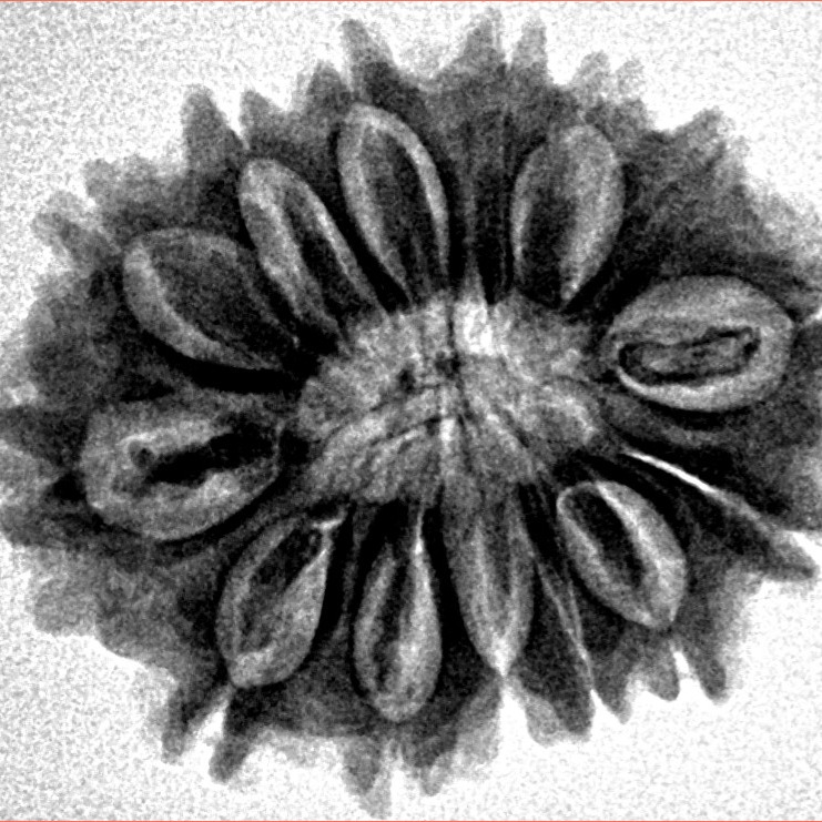 14 Mukhi Rudraksha 26.9mm 4.23gm - Inverse xray
