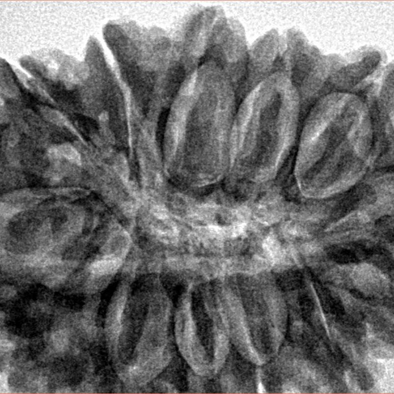 13 Mukhi Rudraksha 34.8mm 7.78gm - Inverse xray