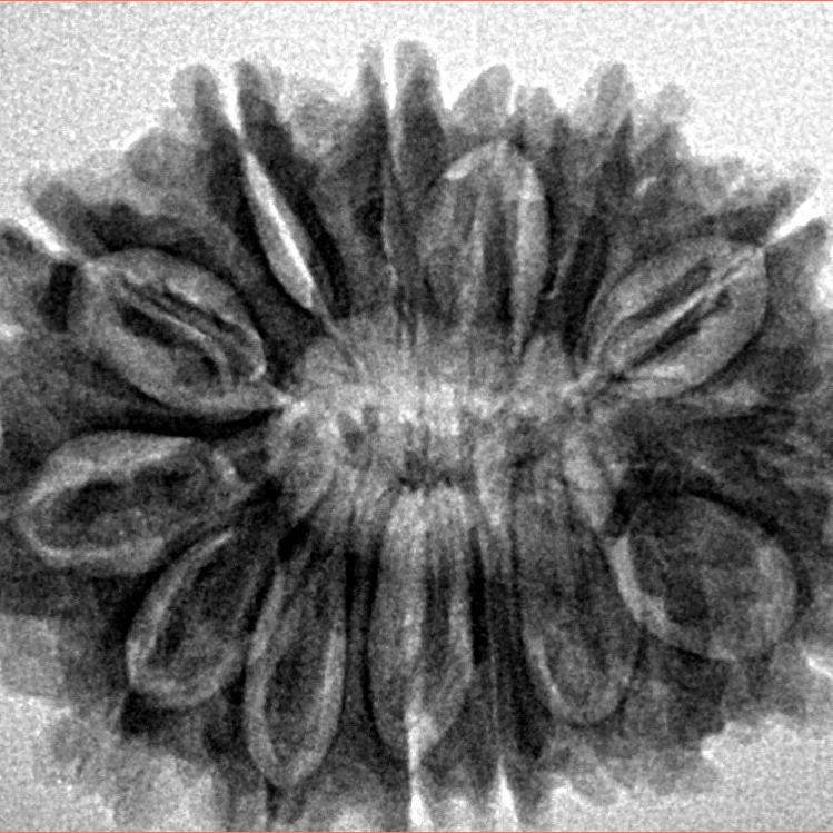 14 Mukhi Rudraksha 29.3mm 5gm - Origin: Nepal - Inverse xray