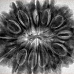 13 Mukhi Rudraksha 32.1mm 7.46gm - Inverse xray