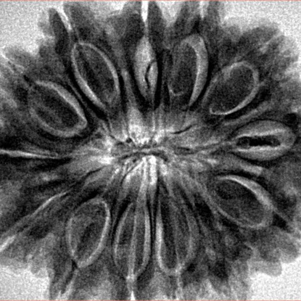 13 Mukhi Rudraksha 32.1mm 7.46gm - Inverse xray