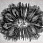 14 Mukhi Rudraksha 28.4mm 4.06gm - Inverse xray
