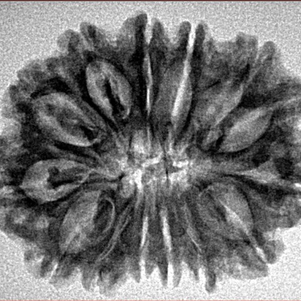 14 Mukhi Rudraksha 28.4mm 4.06gm - Inverse xray