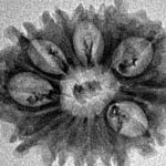 12 Mukhi Rudraksha 24.4mm 2gm - Inverse xray