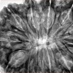 12 Mukhi Rudraksha 37.4mm 9.22gm - Inverse xray