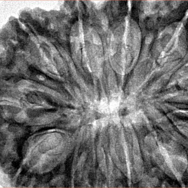 12 Mukhi Rudraksha 37.4mm 9.22gm - Inverse xray