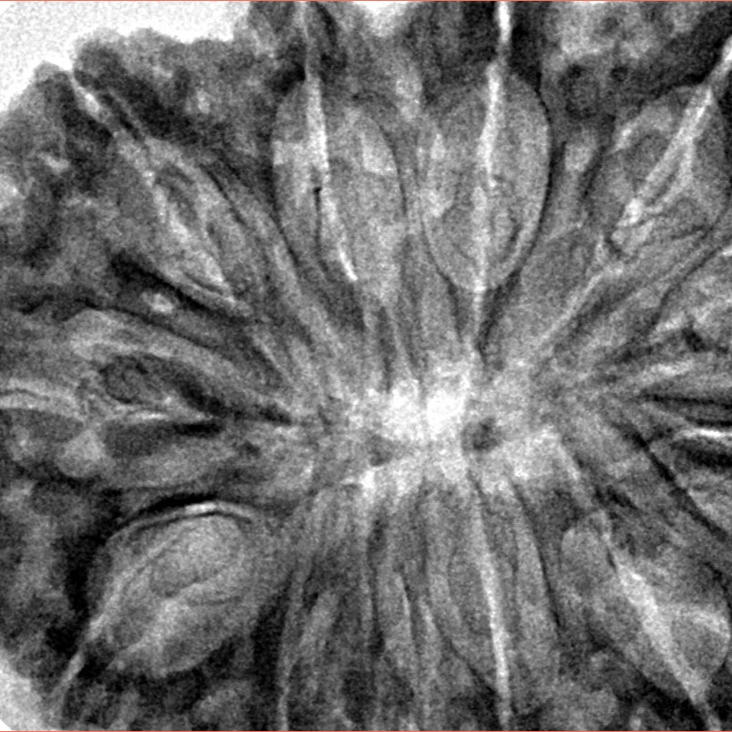 12 Mukhi Rudraksha 37.4mm 9.22gm - Inverse xray