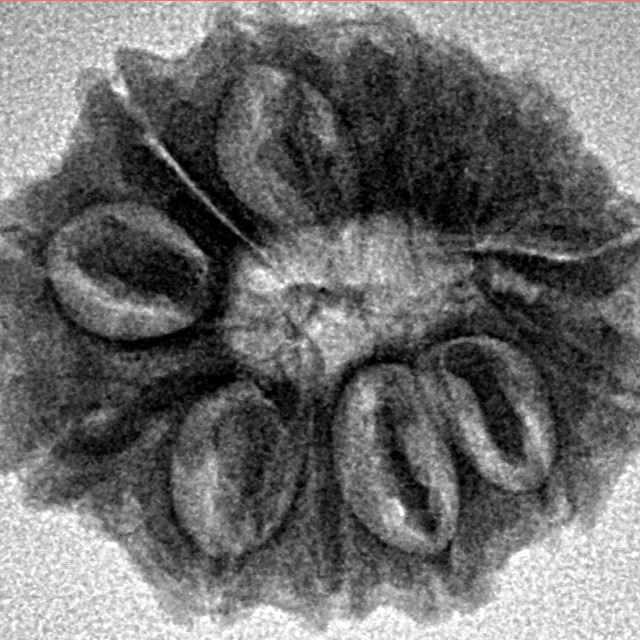 13 Mukhi Rudraksha 22.3mm 3gm - Origin: Nepal - Inverse xray