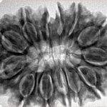 13 Mukhi Rudraksha 33.9mm 7gm - Inverse xray