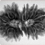 13 Mukhi Gaurishankar 31.2mm 6.88gm - Inverse xray