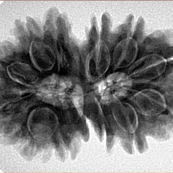 13 Mukhi Gaurishankar 31.2mm 6.88gm - Inverse xray