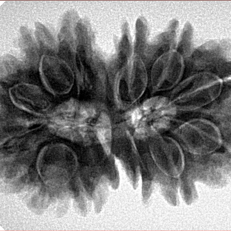 13 Mukhi Gaurishankar 31.2mm 6.88gm - Inverse xray