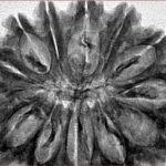 13 Mukhi Rudraksha 34.6mm 6.42gm - Inverse xray