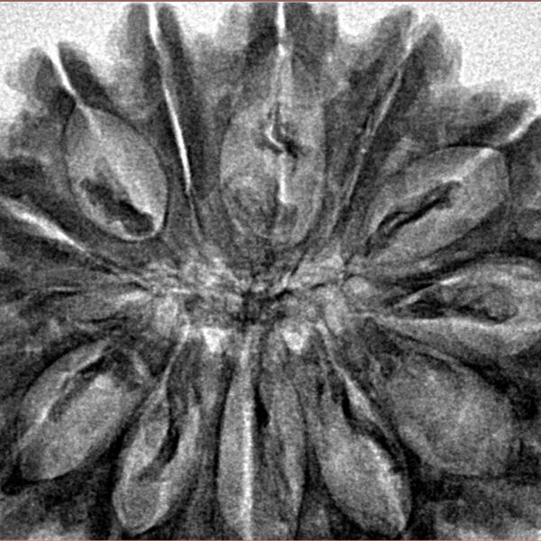 13 Mukhi Rudraksha 34.6mm 6.42gm - Inverse xray