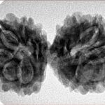 13 Mukhi Gaurishankar 35.7mm 5.64gm - Inverse xray