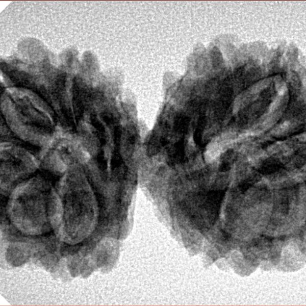 13 Mukhi Gaurishankar 35.7mm 5.64gm - Inverse xray