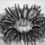 13 Mukhi Rudraksha 31.6mm 5.8gm - Inverse xray