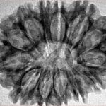 13 Mukhi Rudraksha 31.1mm 4.75gm - Inverse xray