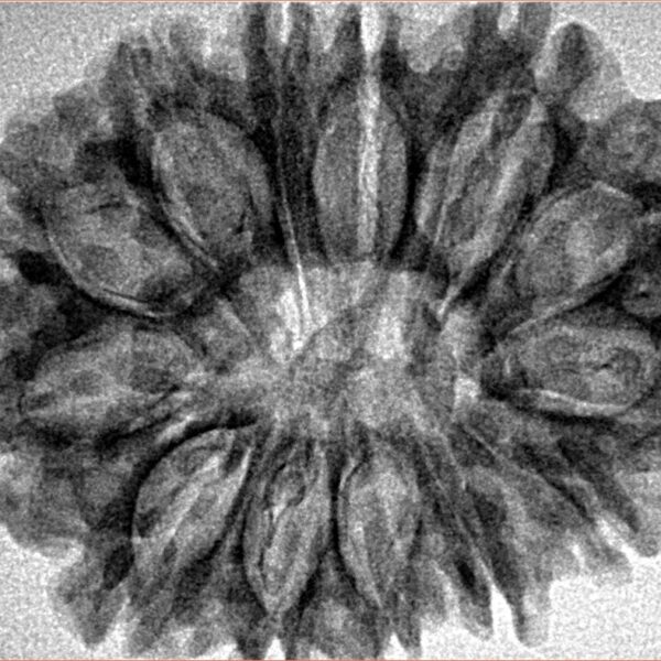 13 Mukhi Rudraksha 31.1mm 4.75gm - Inverse xray
