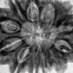 12 Mukhi Rudraksha 30.7mm 7gm - Inverse xray