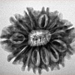 12 Mukhi Rudraksha 26mm 3.92gm - Inverse xray