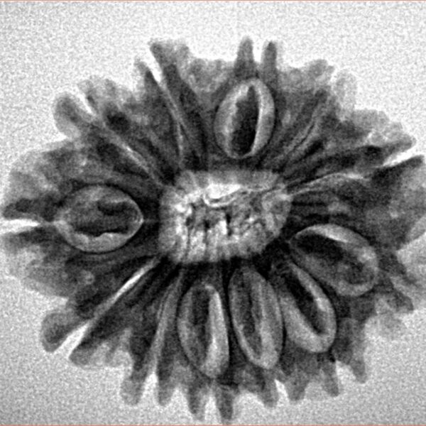 12 Mukhi Rudraksha 26mm 3.92gm - Inverse xray