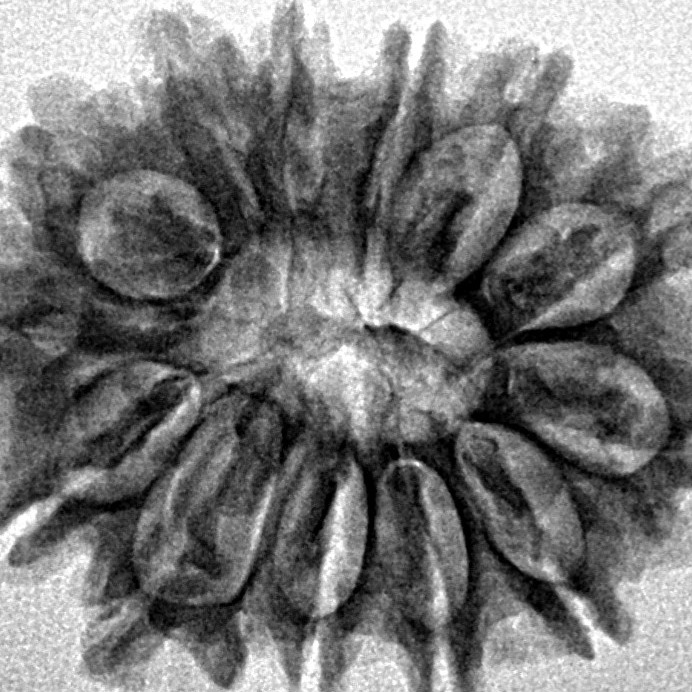 14 Mukhi Rudraksha 26.9mm 3.76gm - Inverse xray