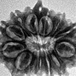 13 Mukhi Ganesh 23.7mm 3gm - Inverse xray