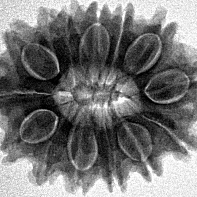 14 Mukhi Rudraksha 26mm 4.18gm - Inverse xray