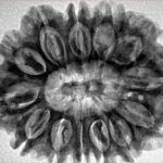 13 Mukhi Rudraksha 31.7mm 6.28gm - Inverse xray