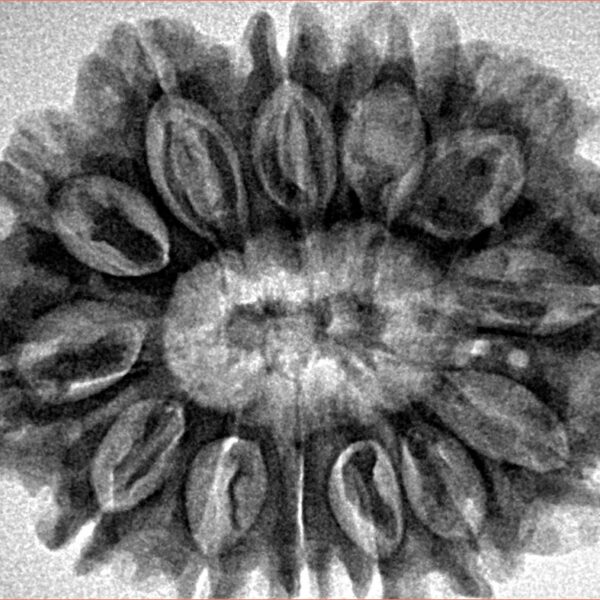 13 Mukhi Rudraksha 31.7mm 6.28gm - Inverse xray