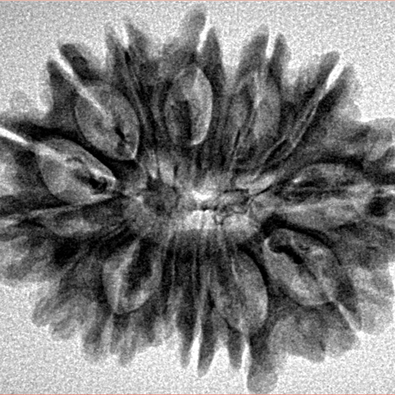 14 Mukhi Rudraksha 28.2mm 4.54gm - Origin: Nepal - Inverse xray