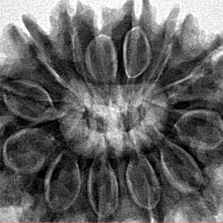 13 Mukhi Rudraksha 30.7mm 6.25gm - Inverse xray