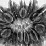 13 Mukhi Ganesh 31.9mm 6.71gm - Inverse xray