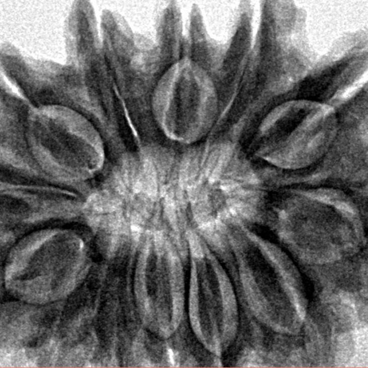 13 Mukhi Ganesh 31.9mm 6.71gm - Inverse xray