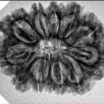 12 Mukhi Rudraksha 29mm 4.7gm - Inverse xray