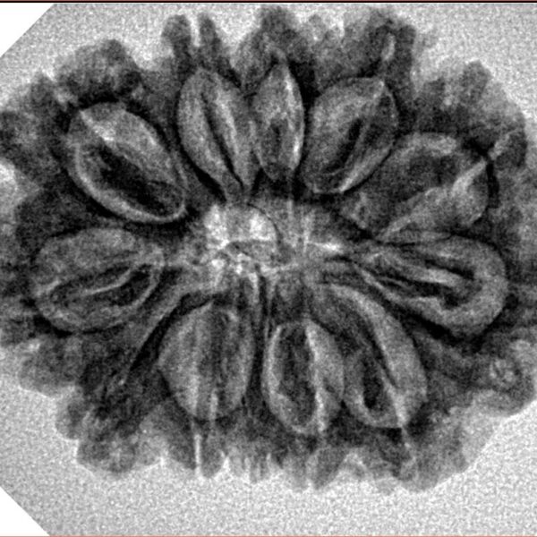 12 Mukhi Rudraksha 29mm 4.7gm - Inverse xray