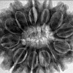 12 Mukhi Rudraksha 30.9mm 6.64gm - Inverse xray