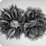 13 Mukhi Gaurishankar 30.5mm 4.4gm - Inverse xray