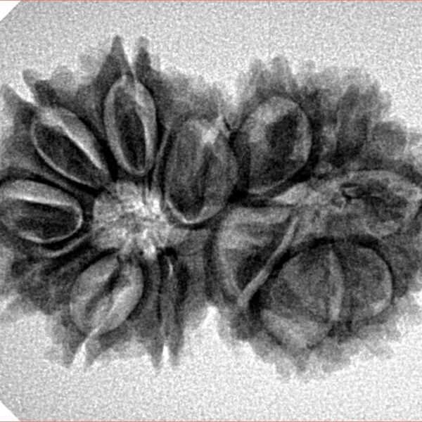 13 Mukhi Gaurishankar 30.5mm 4.4gm - Inverse xray