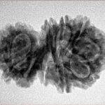 13 Mukhi Gaurishankar 28.9mm 4gm - Inverse xray