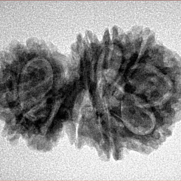 13 Mukhi Gaurishankar 28.9mm 4gm - Inverse xray