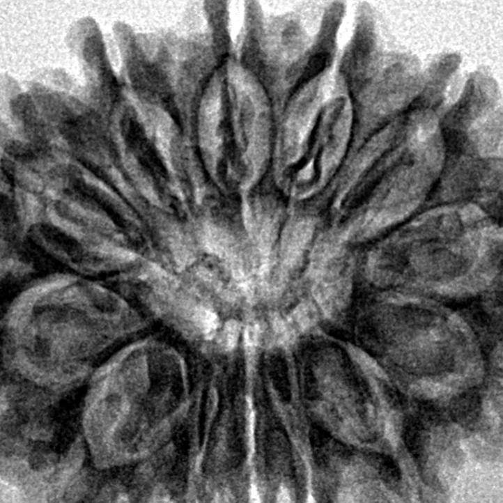 13 Mukhi Rudraksha 30.8mm 5.78gm - Inverse xray