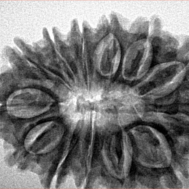 13 Mukhi Rudraksha 31.8mm 6gm - Inverse xray