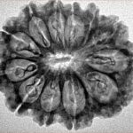 12 Mukhi Rudraksha 29mm 4.29gm - Inverse xray