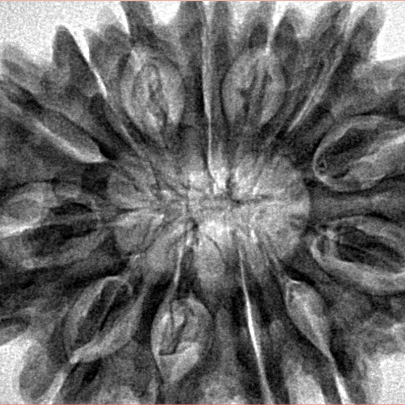13 Mukhi Rudraksha 35.4mm 8.27gm - Inverse xray